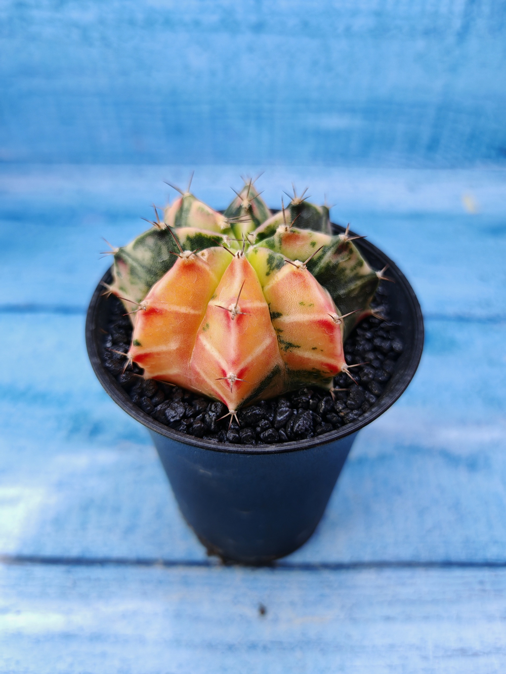 Gymnocalycium Variegata (Гимнокалициум Вариегатный)