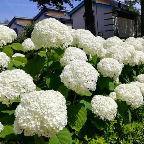 Гортензия древовидная "АННАБЕЛЬ"