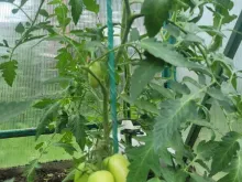 СЭР ЭЛИАН F1 семена томата (Vilmorin | Alexagro)