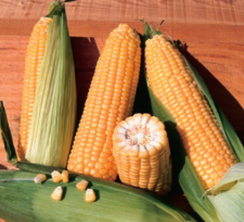 Бостон F1 семена кукурузы (Syngenta / Сингента)