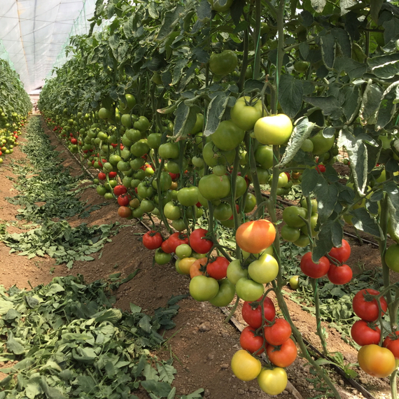 Рестлер F1 семена томата индетерминантного (Seminis / Семинис) – фото 6