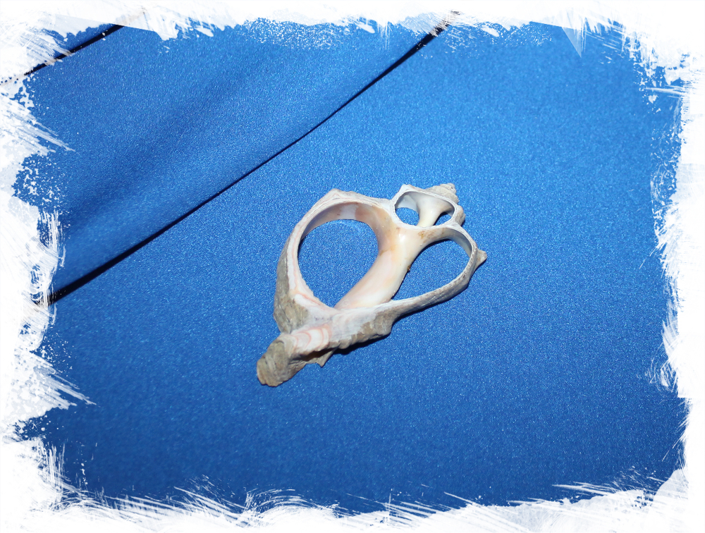 Срез ракушки для рукоделия