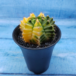 Gymnocalycium Variegata (Гимнокалициум Вариегатный)