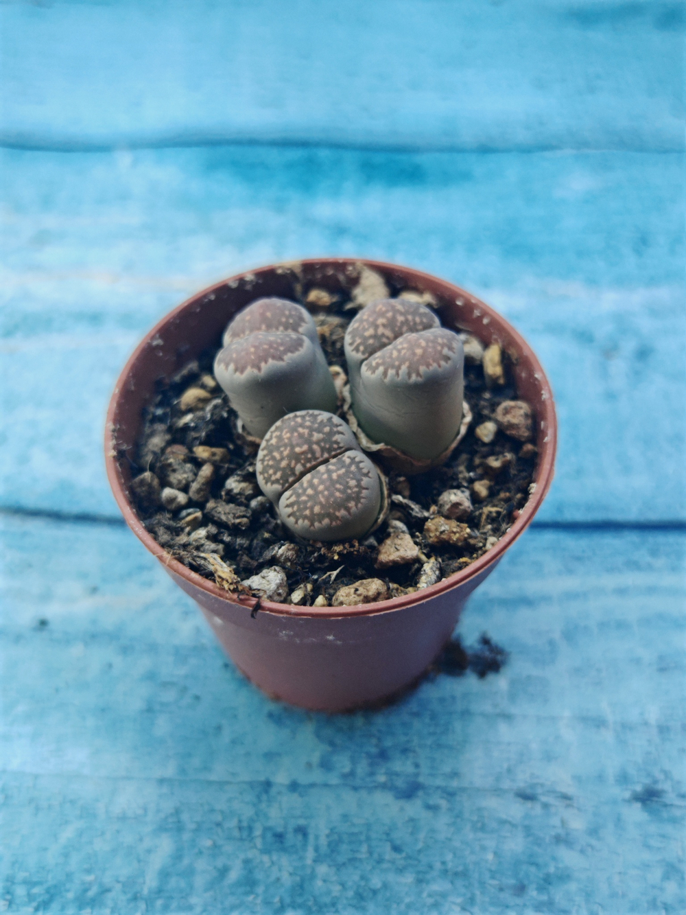 Lithops sp. (Литопсы)
