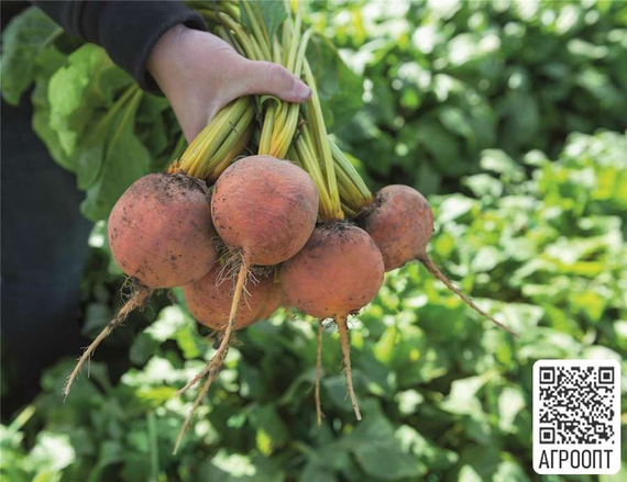 Болдор семена свеклы (Bejo / Бейо) продукт – фото 2
