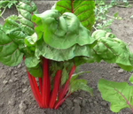 Рубин семена мангольда (ПОИСК)