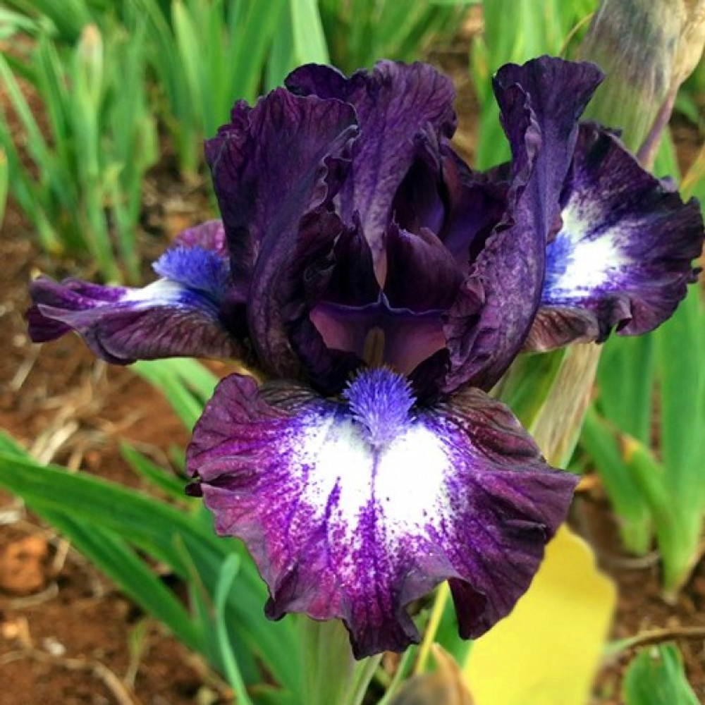 Ирис карликовый Ларрикин