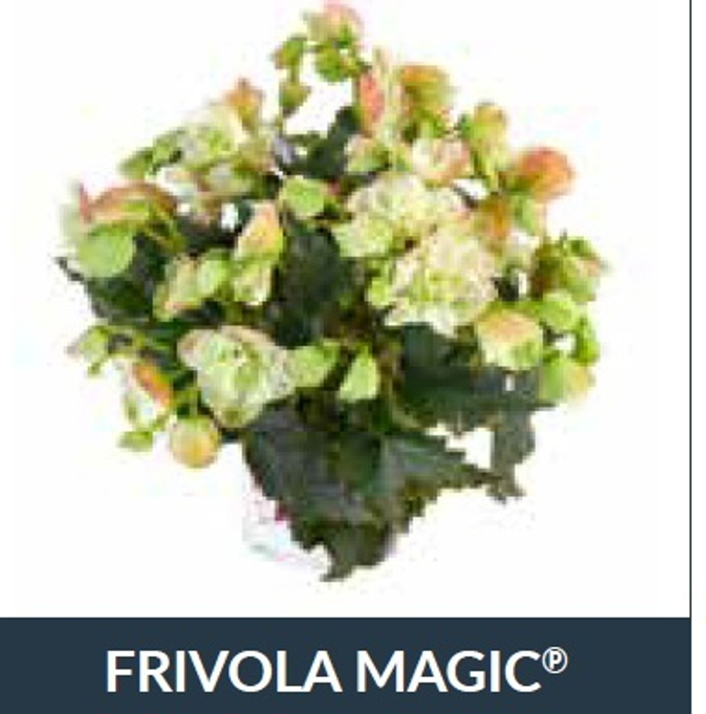 Бегония BK Collection Frivola Magic ОКС Укорененный черенок. 1-10 марта