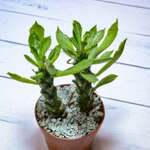 Monadenium Stapelioides (Монадемиум)