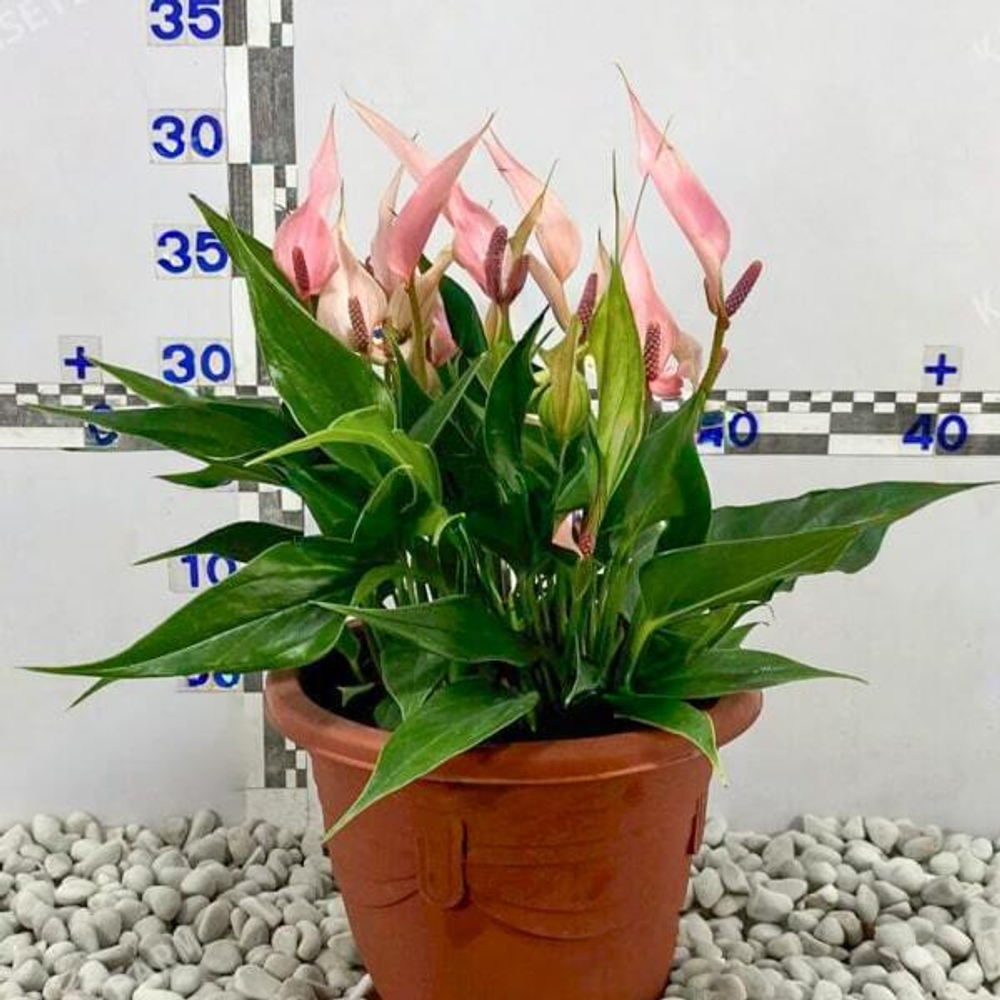 Антуриум Андре LILLI