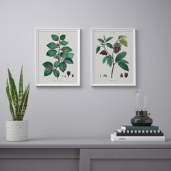 IKEA BILD  (ИКЕА БИЛД)  -  Плакат, Ботанический этюд II, 30x40 см