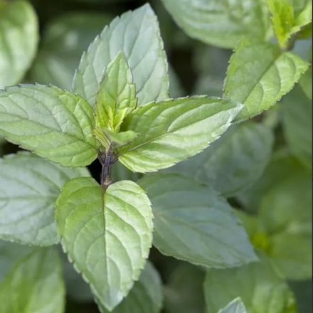 Мята перечная "Chocolate". Mentha piperita "Chocolate".