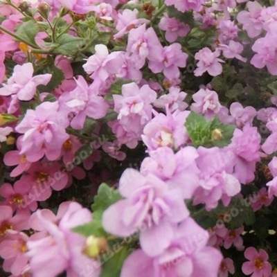 Б1 Бакопа Scopia Double Pink