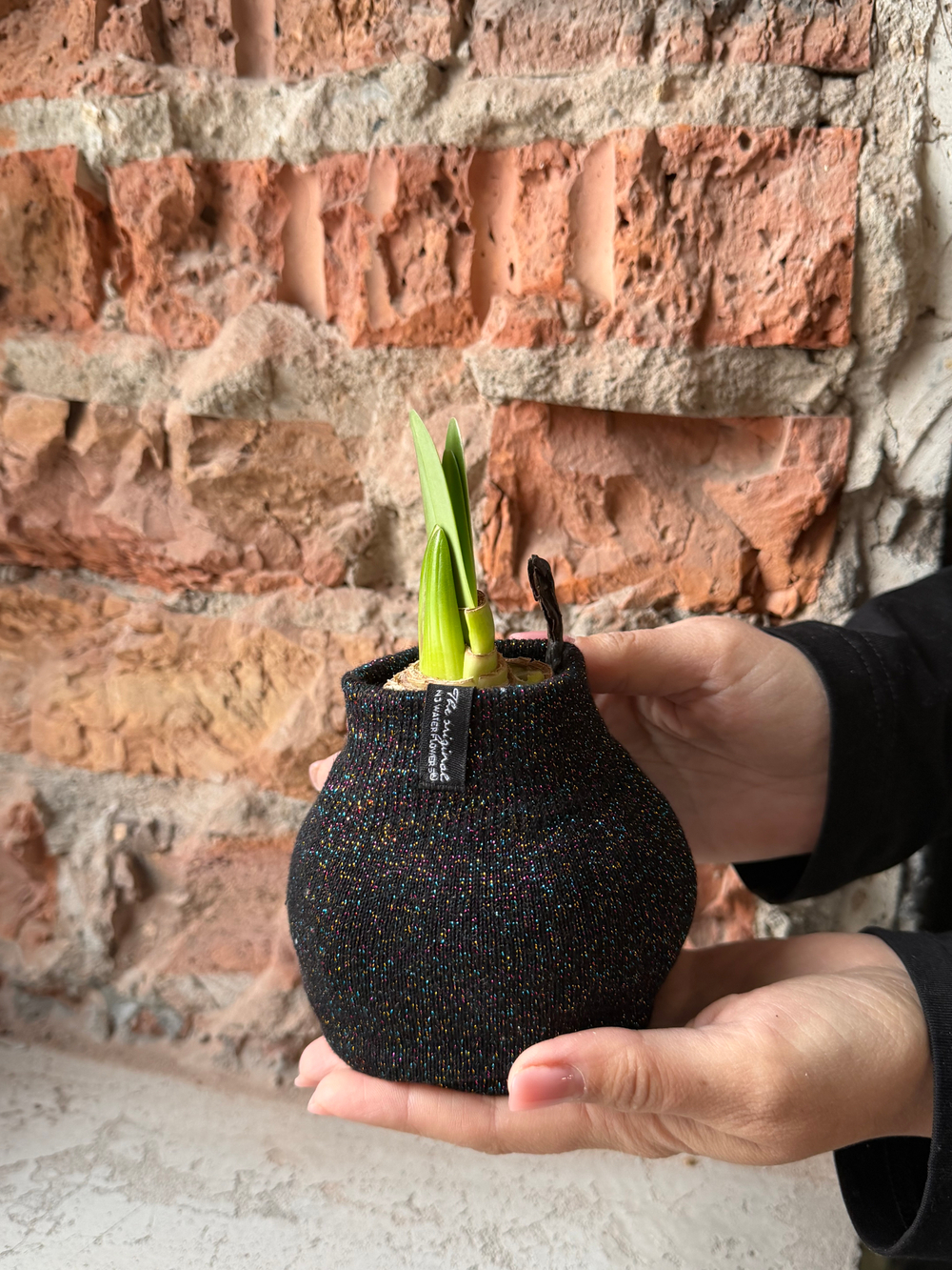 Амариллис луковица - цвет черный блеск в ткани