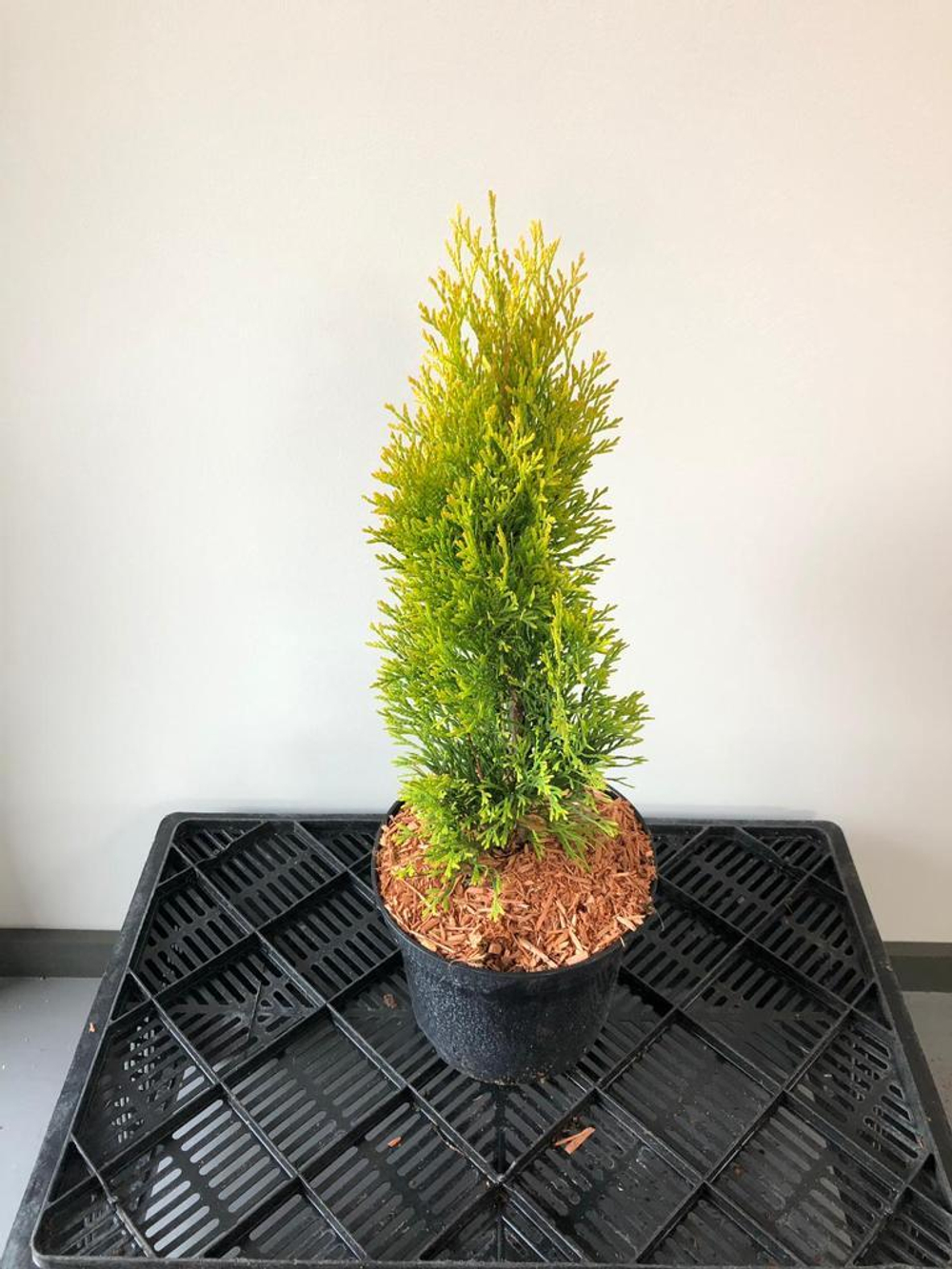 Туя западная Голден Смарагд 30-50 см Закупка М49 весна 2026