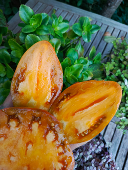 Огненный гребень охра (Cresta di Fuoko ochre) сорт томата