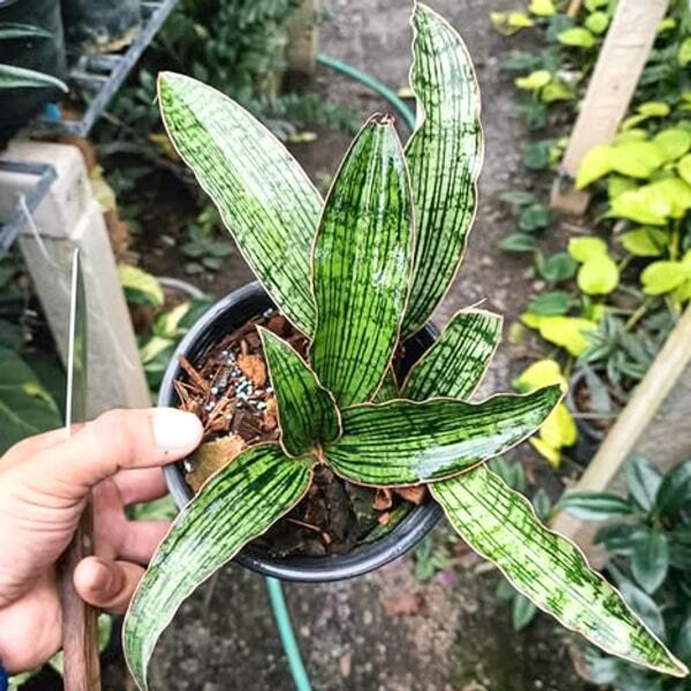 Сансевиерия CLEOPATRA