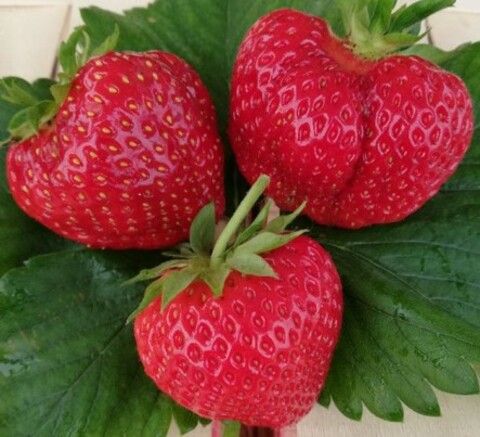 Клубника Мармелада