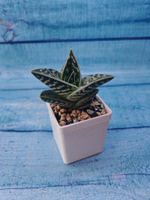 Aloe Variagata