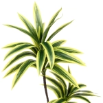 Искусственное растение «Ветка Драцены» 90см желто-зеленая