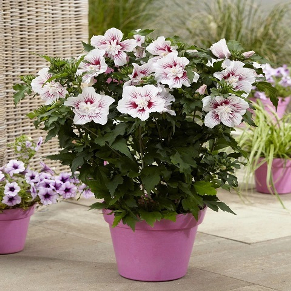 Гибискус сирийский Старберст Шифон