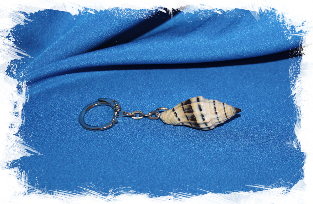 Брелок с морской ракушкой Вексиллум Пликариум