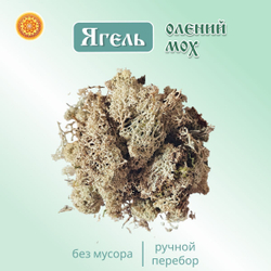 Ягель мох. Кладония.