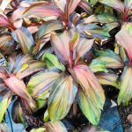 Кордилина PHET PHRA NAKHON