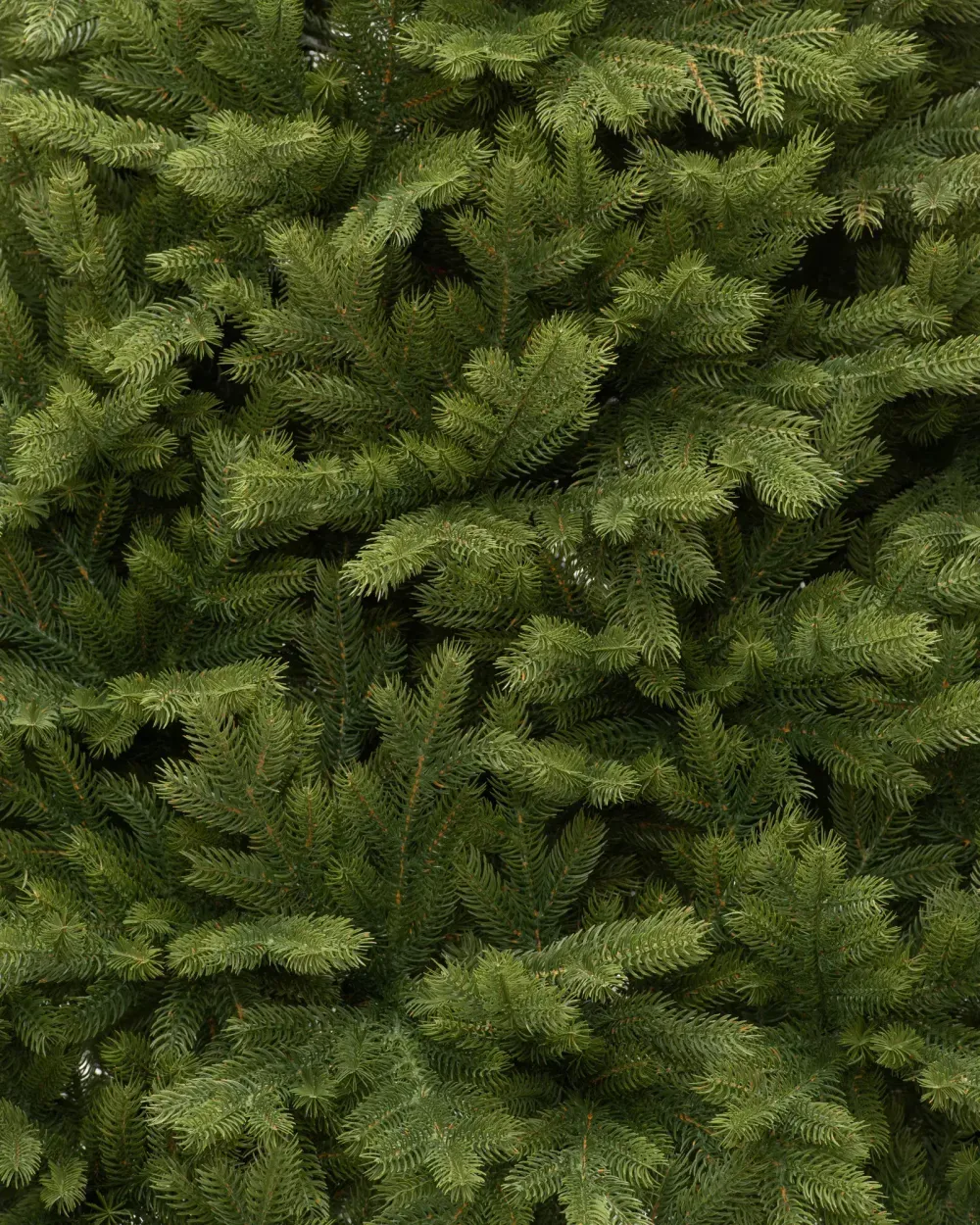 Елка с гирляндой «Эрмитажная» (Литая хвоя) от 1,5 м до 2,7 м