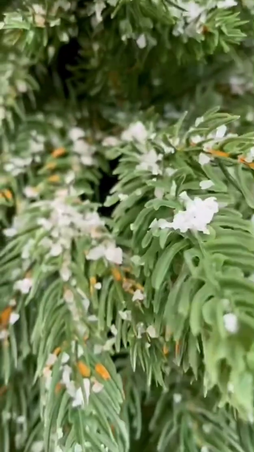 Искусственная ель на ножке "Гринч" (Литая хвоя с инеем) 70 см