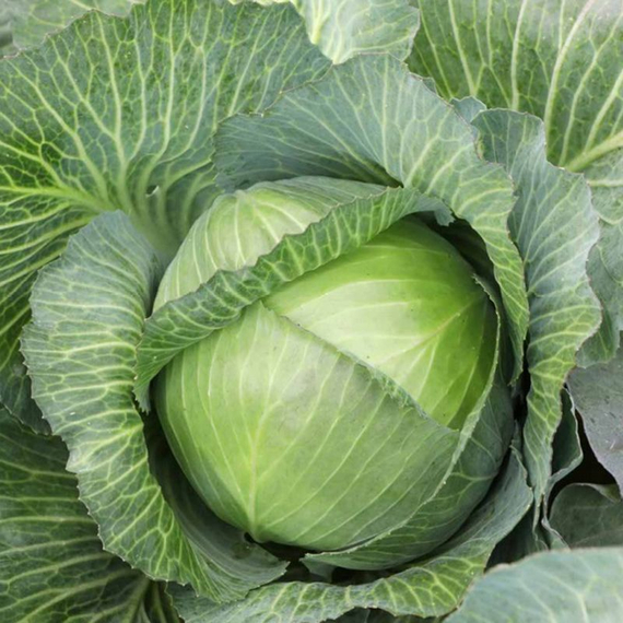 Маркони F1 семена капусты белокочанной продукт – фото 1