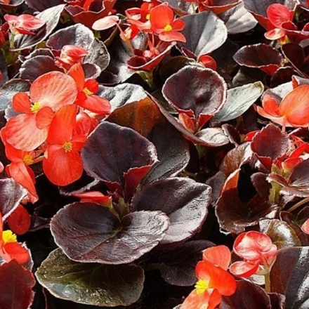 Бегония вечноцветущая красная на бронзовом листе (6 шт)