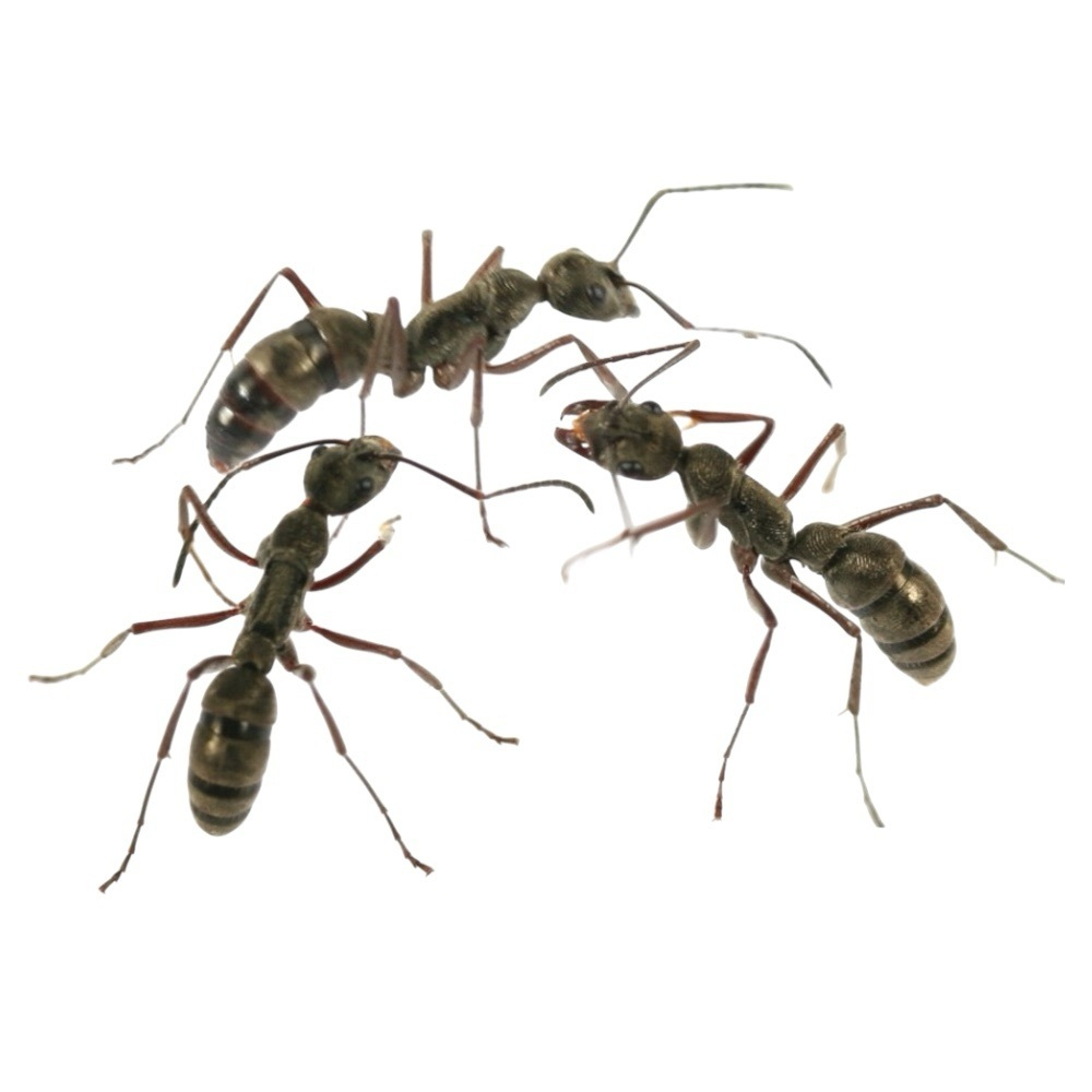 Муравьи Diacamma rugosun (Морщинистый муравей)