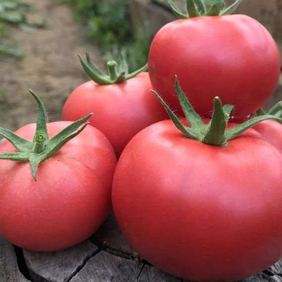 АМФИОН F1 семена томата Vilmorin семена цена