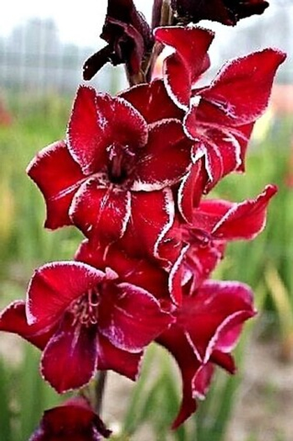 Гладиолус Блэк энд Вайт