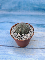 Euphorbia Obesa (Эуфорбия)