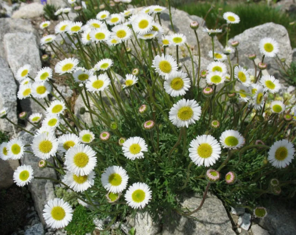 Эригерон маргаритколистный редкое растение в контейнере 0,5л