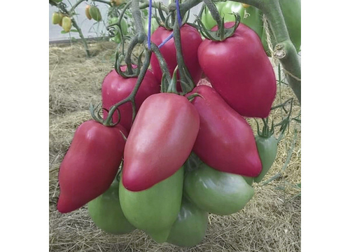 Томат Пинк Хорн F1