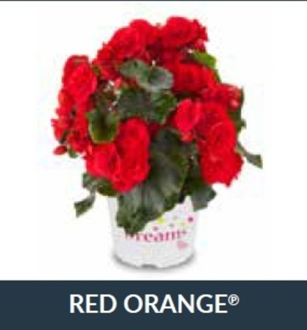 Бегония Solenia Orange ОКС Укорененный черенок. Под заказ