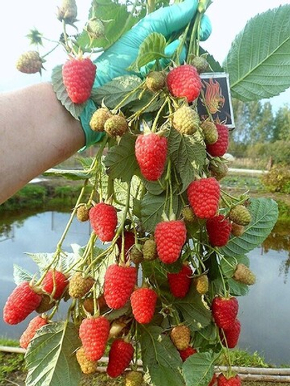 Малина ремонтантная Маравила