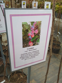 Слива Величавая, 3 года