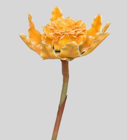 TR 582 Имбирь-факел