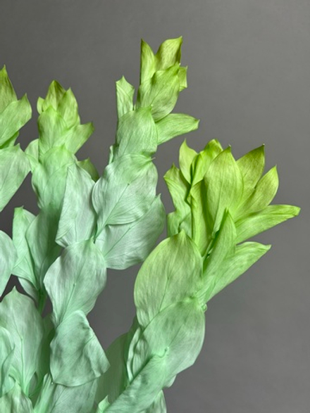 Рускус садовый стабилизированный салатовый