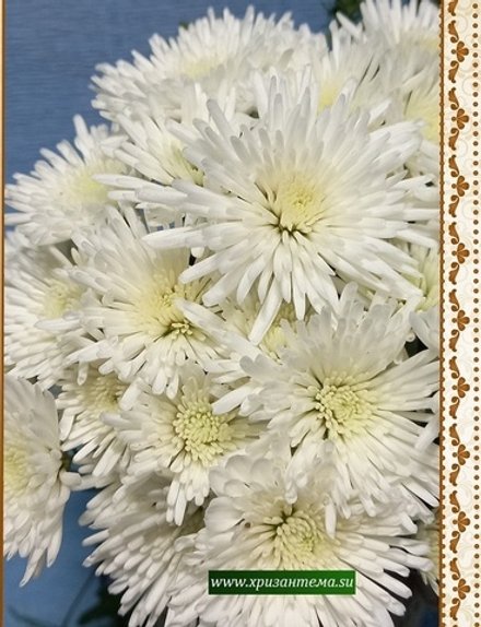 Хризантема мультифлора Izolda м.58 /поставка весна 2026г/