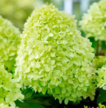 Гортензия метельчатая Пандора (Hydrangea paniculata Pandora)