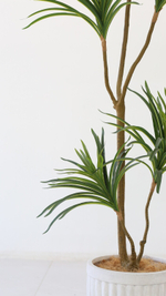 Драцена окаймленная 155 см.