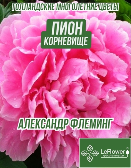 Пион Корневище, Александр Флеминг