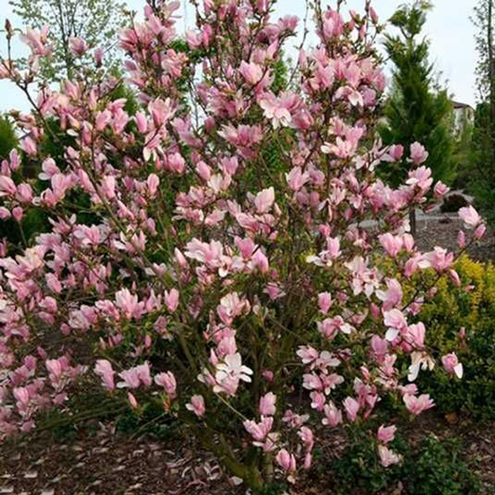 Магнолия "Georde Henry Kern"