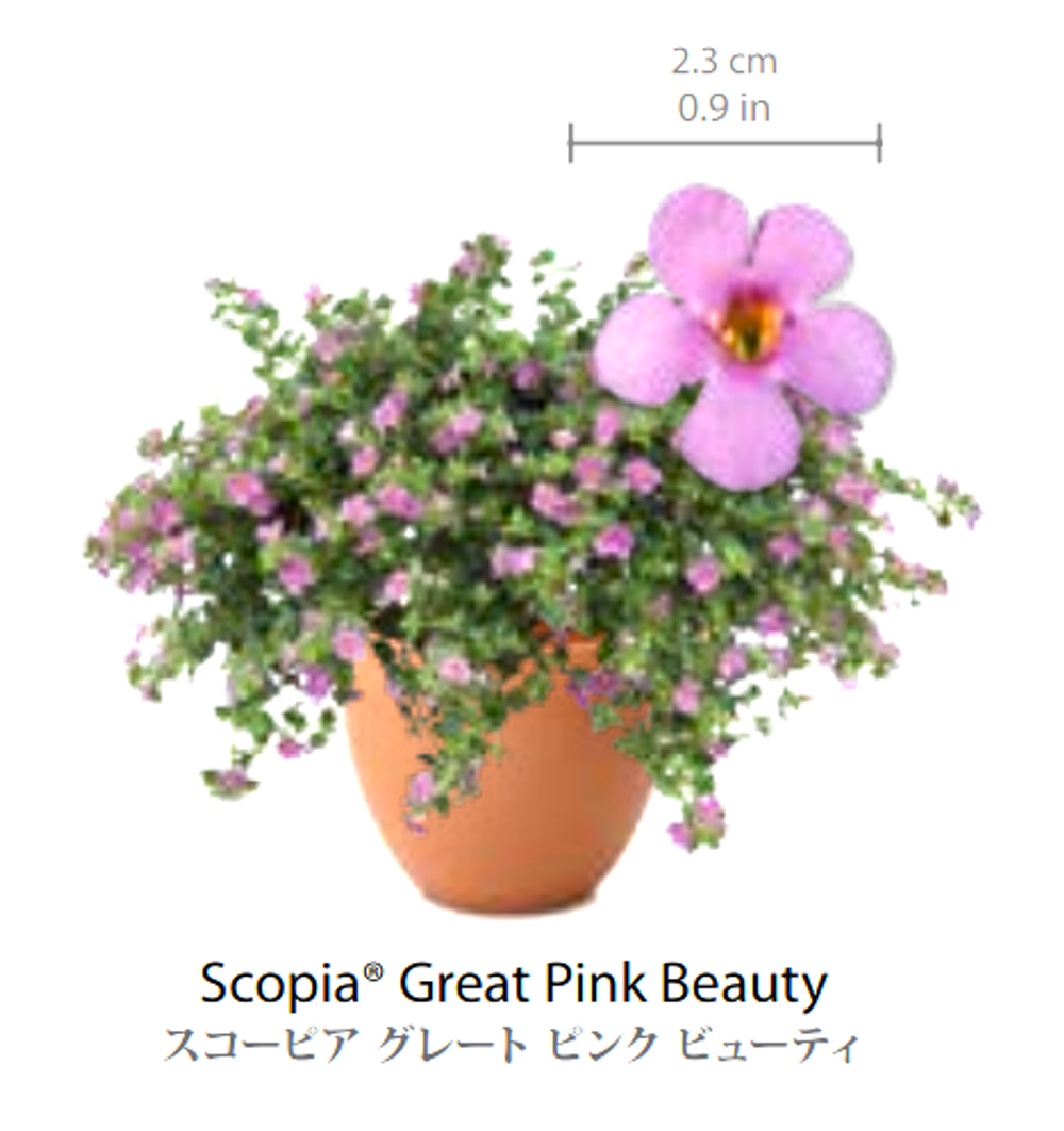 ЕВРО Бакопа (Scopia) Great Pink Beauty укорененный ЕВРО черенок НАЧАЛО ЯНВАРЯ поставка 5