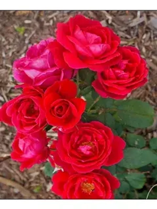 Роза канадская Шамплейн С4 Закупка М43 июнь 2026